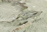 Fossil Crinoid (Parisocrinus) With Bryozoan - Indiana #263100-2